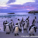 Illustration for article titled Flightless Friday - The Complete Penguin